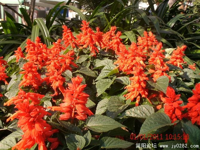 GEDC0662s.jpg