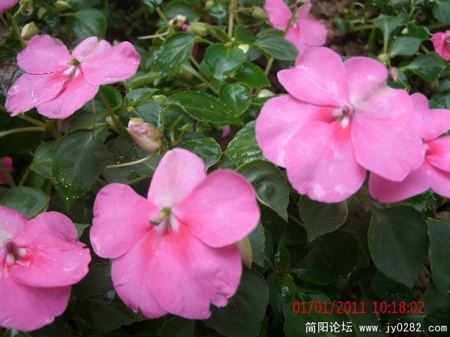 GEDC0663s.jpg