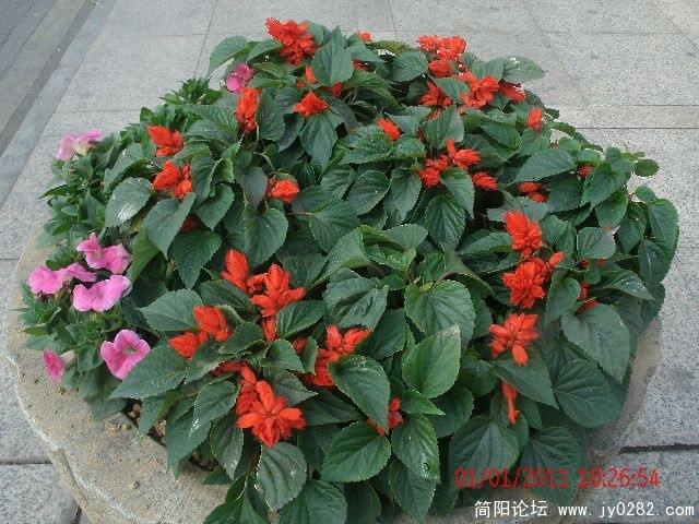 GEDC0672s.jpg