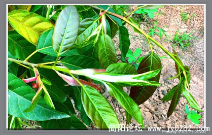 P1160664  拷贝.jpg