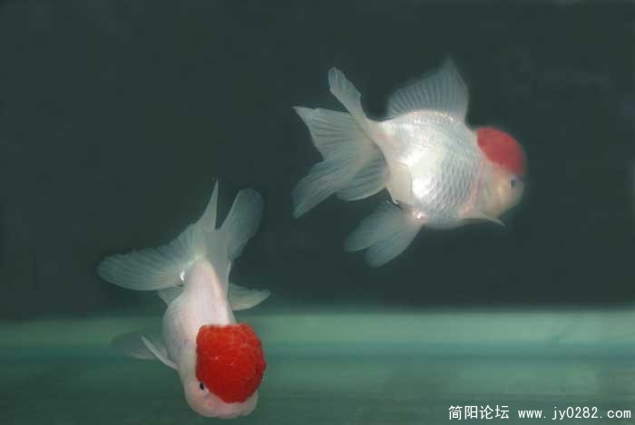（红）鸿运当头.jpg