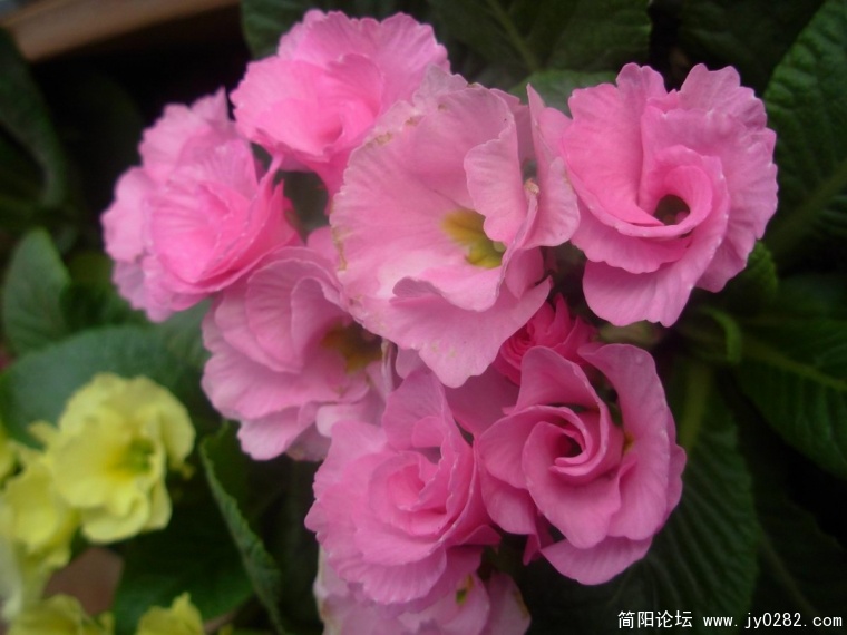 DSCN9568.JPG