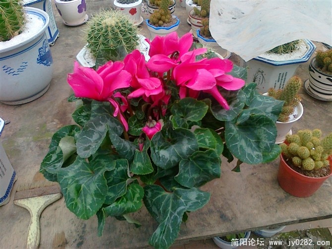 20110105090.jpg