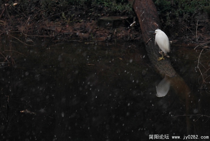 今天上午下雪时在家里窗口上拍的绛溪河对岸边