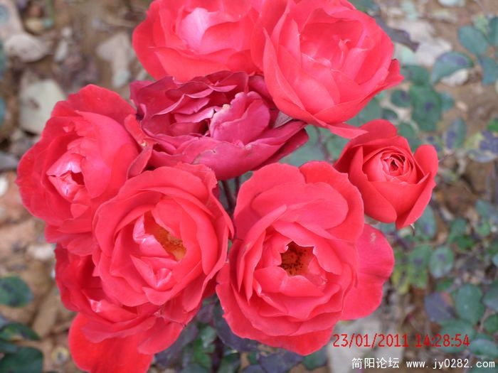 GEDC0782s.jpg