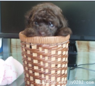 其中一只小狗狗的照片