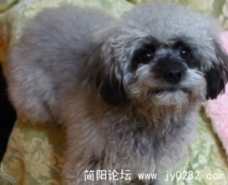 狗狗7.jpg