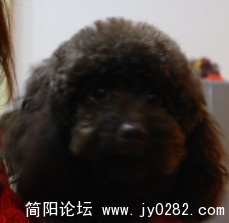 狗狗6.jpg
