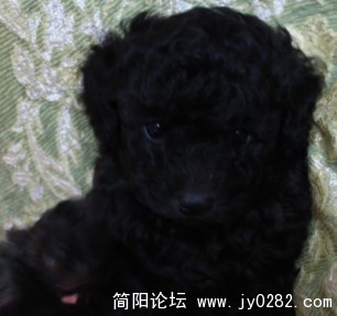狗狗3.jpg