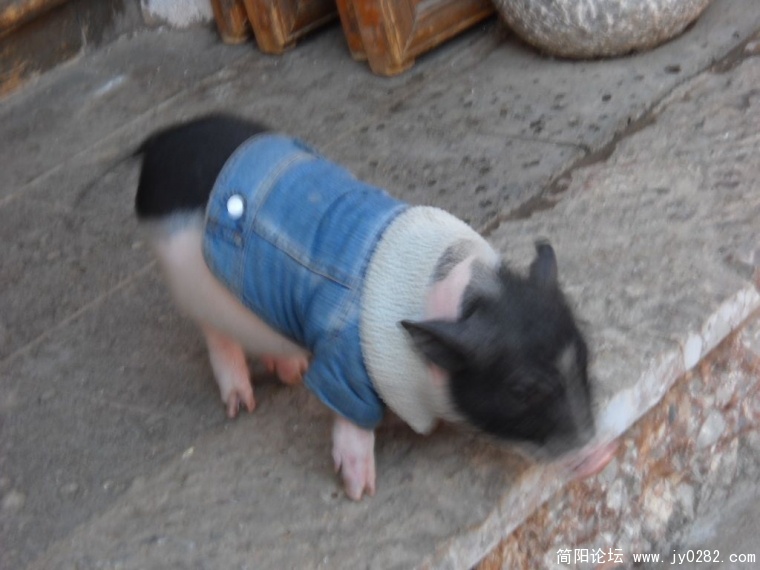 DSCN1395.JPG