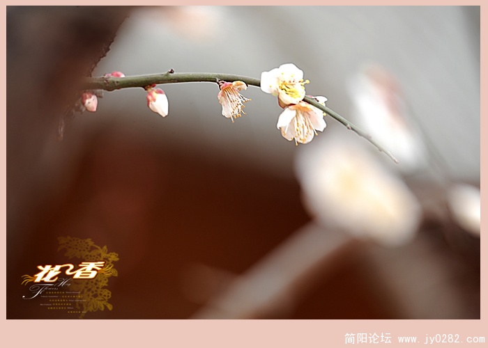 花香03.jpg