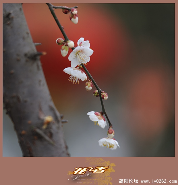 花香01.jpg