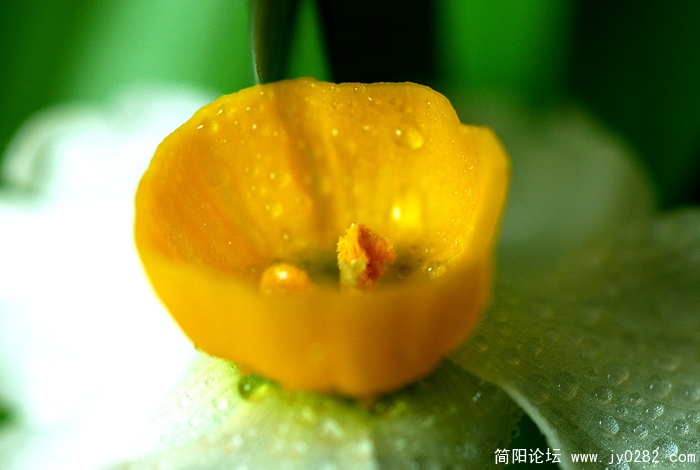凌波仙子 (6).jpg