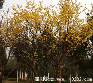 花岛