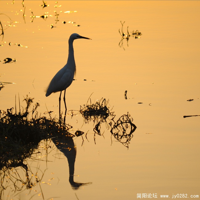 湖边鹭影01.jpg