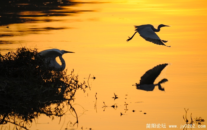 湖边鹭影03.jpg