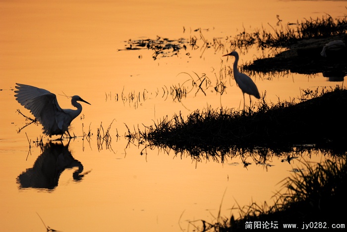 湖边鹭影05.jpg