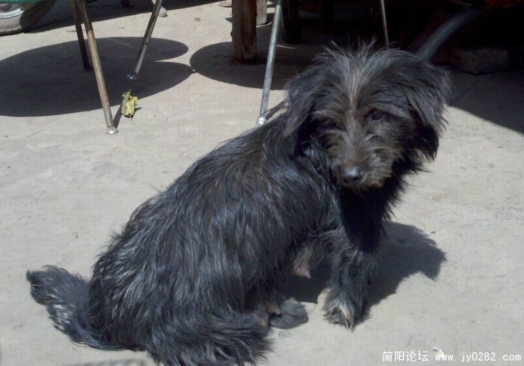 黑色的