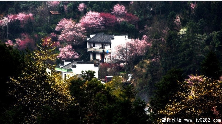 2月26日，安徽黄山市歙县卖花渔村，盛开的梅花.jpg