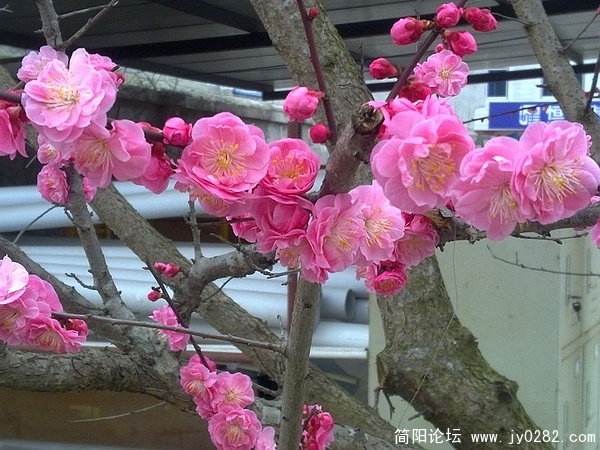 nEO_IMG_20110304005.jpg