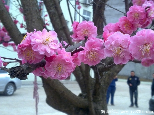 nEO_IMG_20110304008.jpg