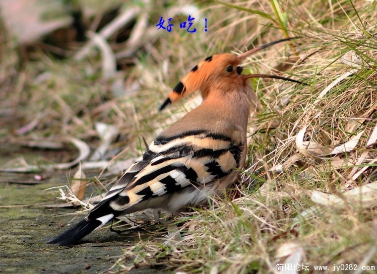 巴适。