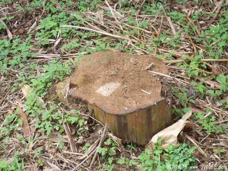 惨遭剥皮、火烧、砍伐的树 (2).JPG