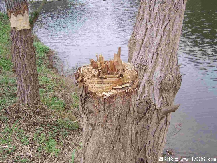 惨遭剥皮、火烧、砍伐的树 (18).JPG