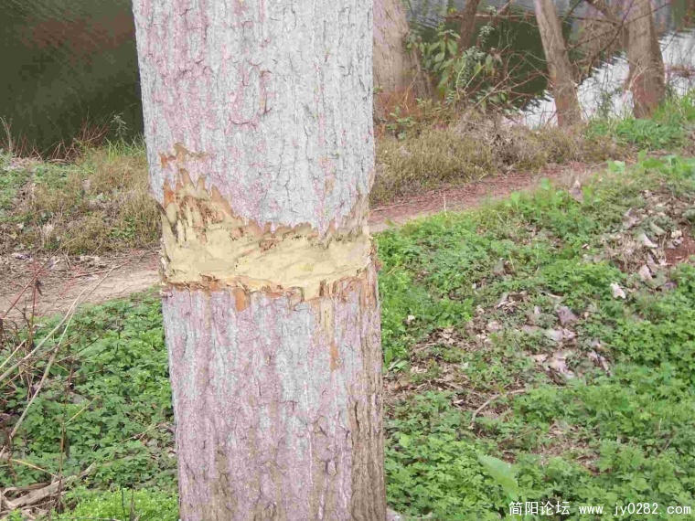 惨遭剥皮、火烧、砍伐的树 (24).JPG