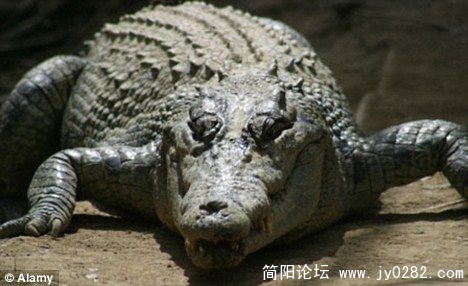 约4米长巨鳄.jpg