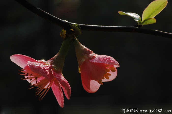 DSC_0976.JPG