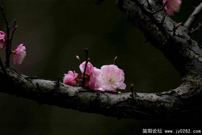 红梅 (4).jpg