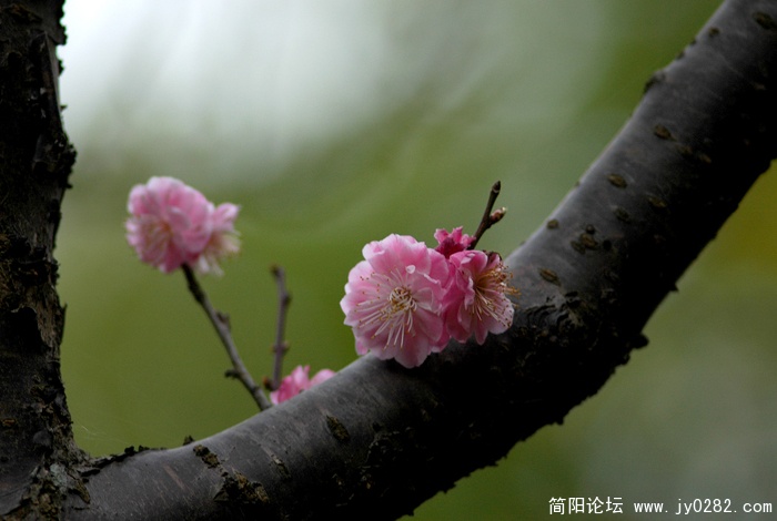 红梅 (1).jpg
