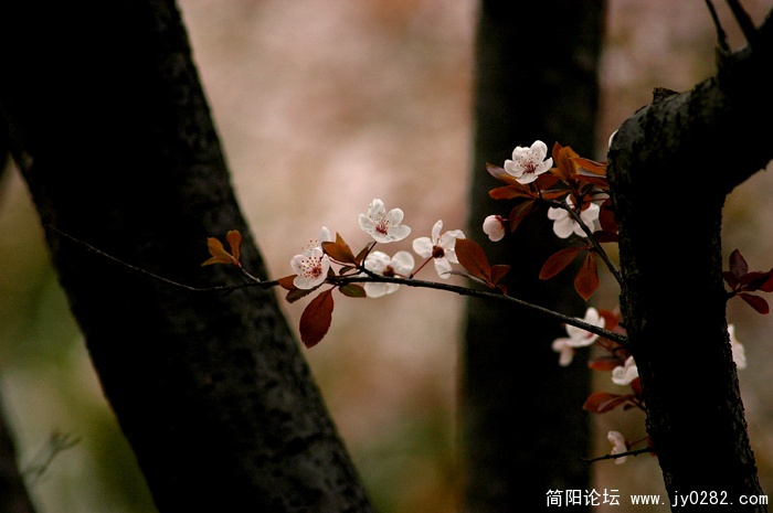 红叶李.jpg