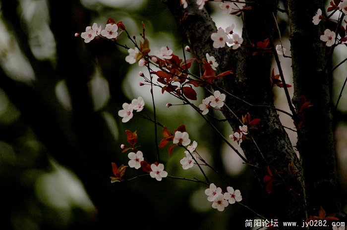 红叶李 (2).jpg