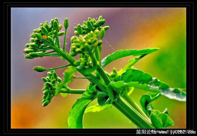 DSC_0106  拷贝.jpg