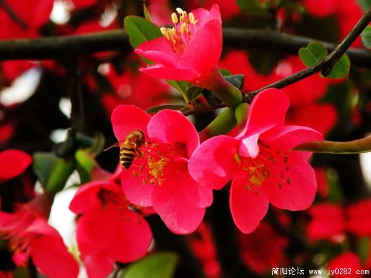 DSCN4268.jpg