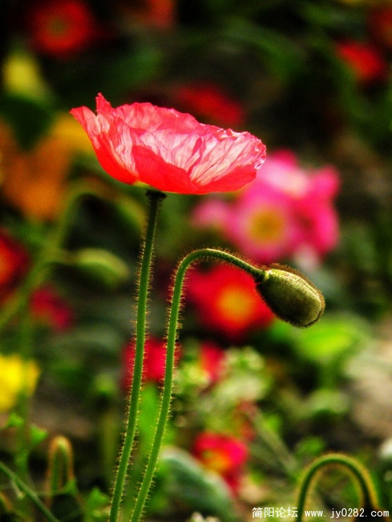 DSCN4350.jpg