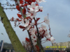 樱花？.jpg