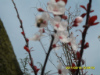 有只蜜蜂.jpg