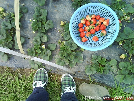 半下午去摘草莓