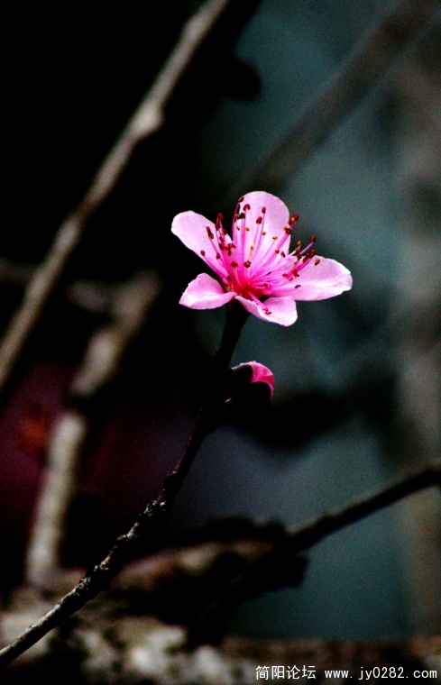 DSC09251-wl.jpg