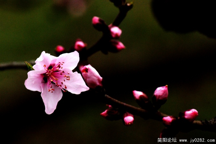 DSC09282-wl.jpg
