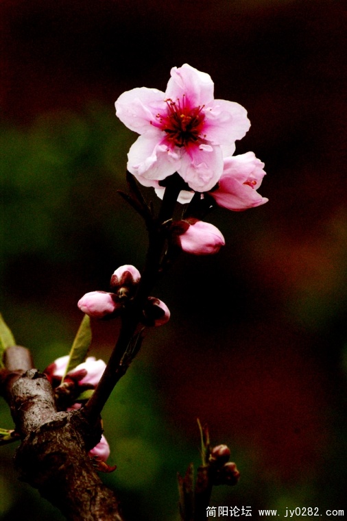 DSC09299-wl.jpg