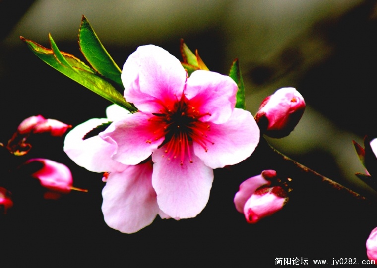 DSC09360-wl.jpg