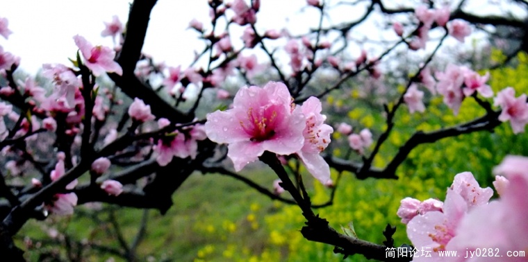 DSCF3767-wl.jpg