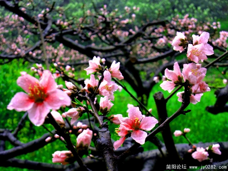 DSCF3765-wl.jpg