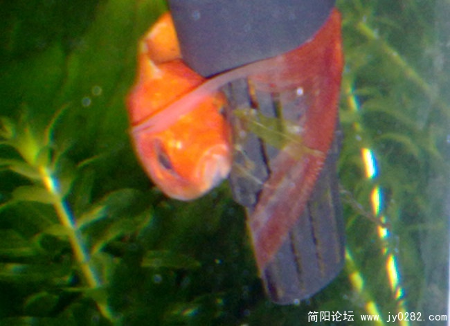 201103269250.jpg