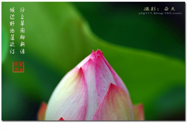 荷花——01副本.jpg