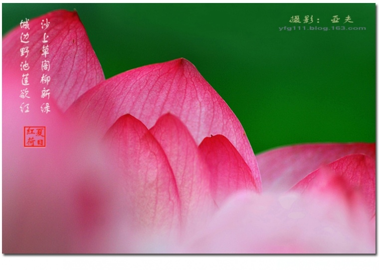 荷花——02副本.jpg